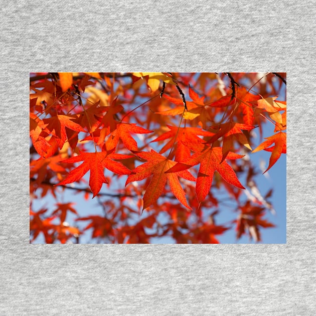 Maple (Acer ), red autumn leaves on a tree, Germany by Kruegerfoto